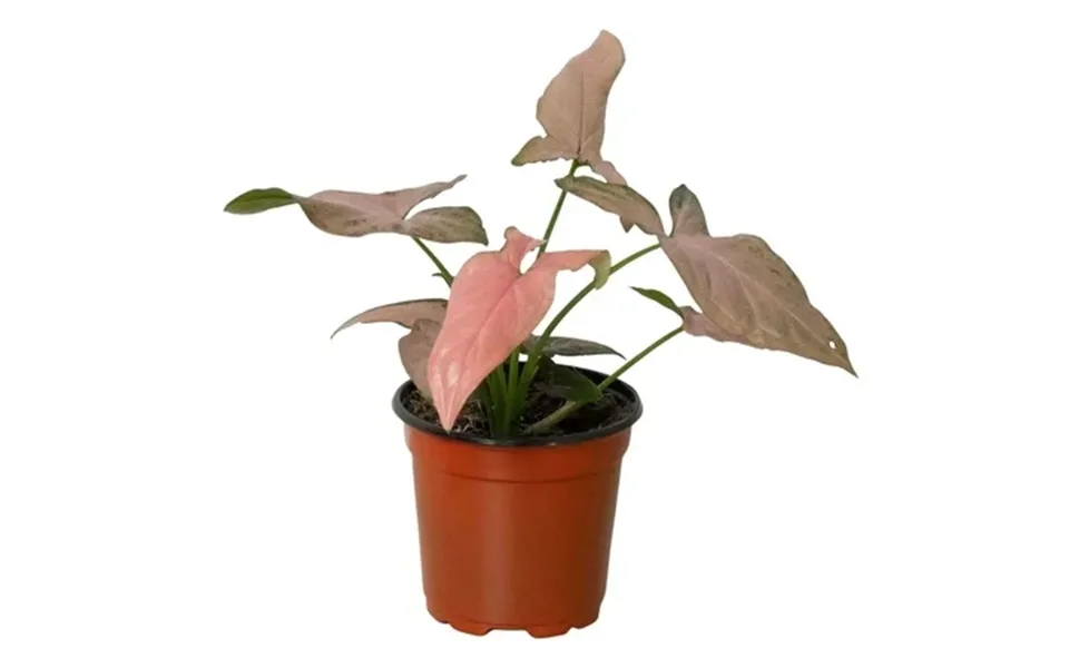 Syngonium Podophyllum Pink Splash’ Live Indoor Houseplant In 4 & 6 Pot Variegated Arrowhead Vine Easy-care Tropical Plan