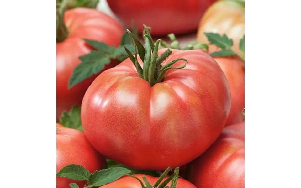 Tastemaster Imp. F1 Hybrid Tomato Seeds - 4 Oz 27200 Seeds