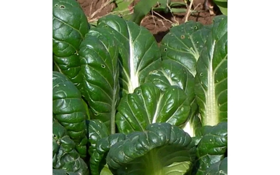 Tatsoi Mustard Seeds 25 Lbs Bulk - Bulk Tat Soi Microgreens & Herb Garden Seeds