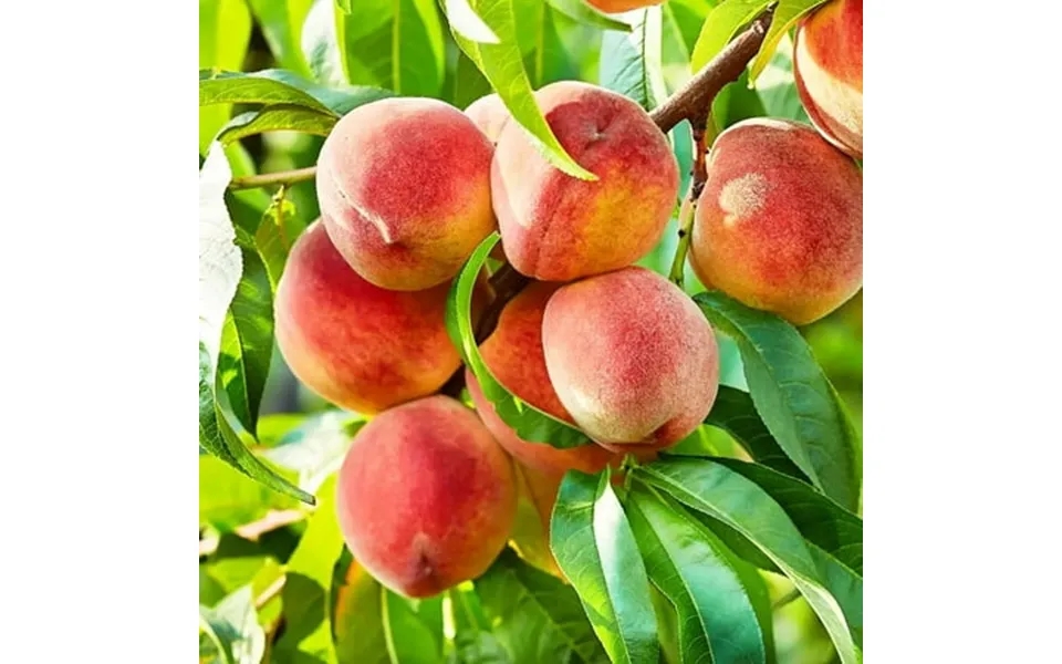 The Pear Treeitsc Premium Seeds Pyrus Communis Fall Plants Premium Seeds 50