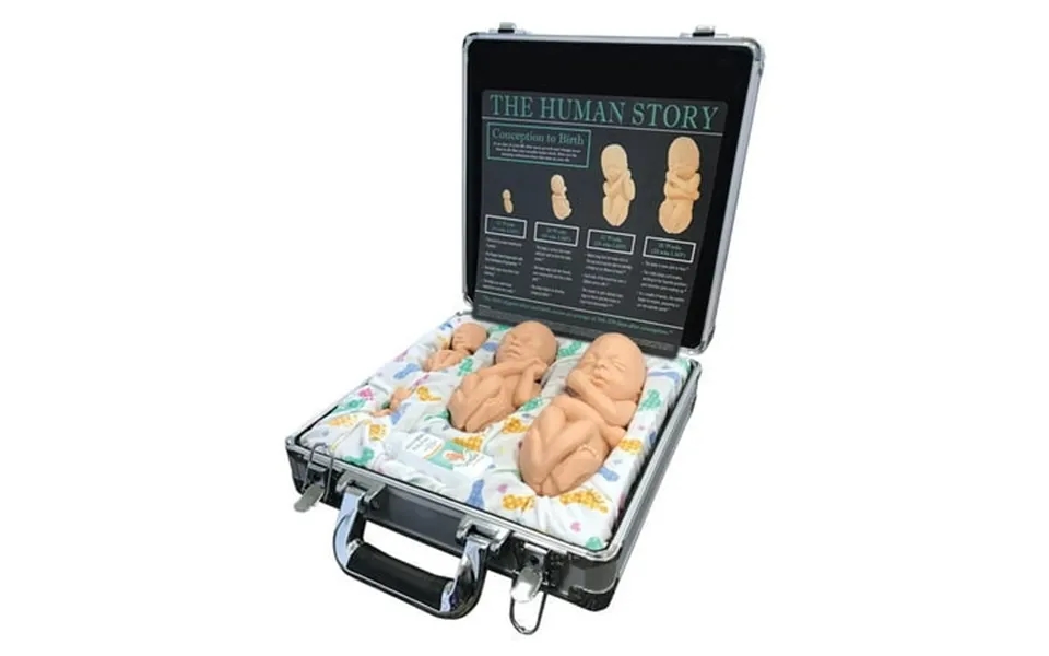 Touch Of Life Main Set White Pro-life Fetal Model