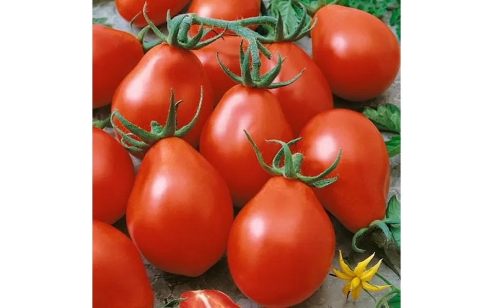 Viva Salsa F1 Hybrid Tomato Seeds - 4 Oz 27200 Seeds