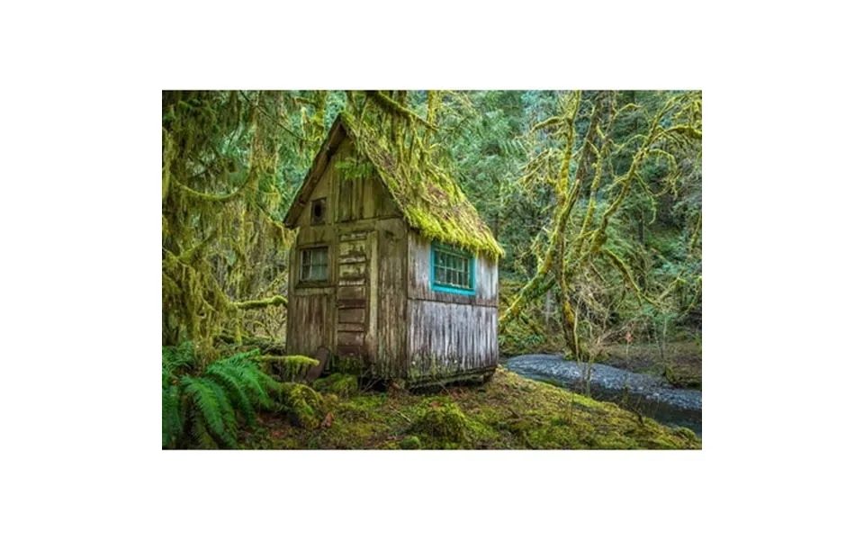 Washington State-olympic National Park Tolkien-like Abandoned Cabin By Jaynes Gallery 24 X 18