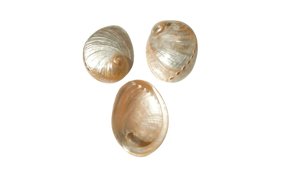 White Natural Abalone Sea Shell 3.5inch 5 Pieces