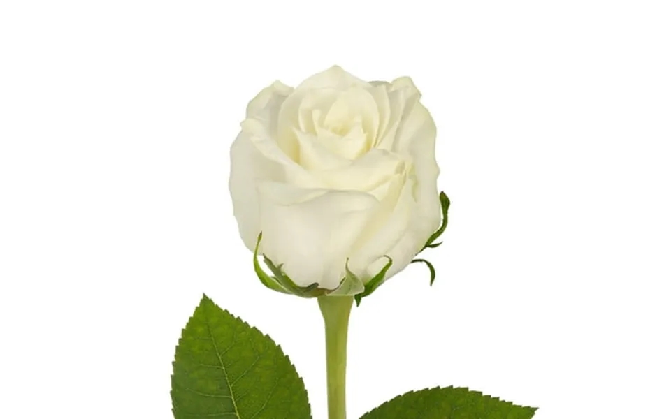 White Roses - Farm Direct Fresh Cut Flowers 100 Stems