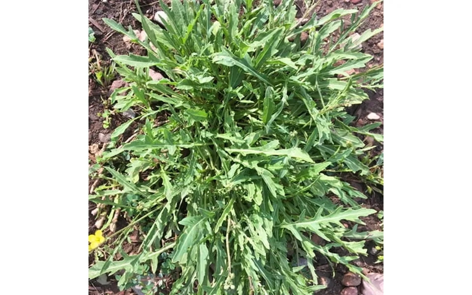 Wild Arugula Herb Garden Seeds - 5 Lb Bulk