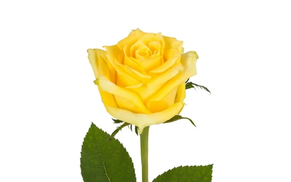 Yellow Roses - Farm Direct Fresh Cut Flowers 100 Stems