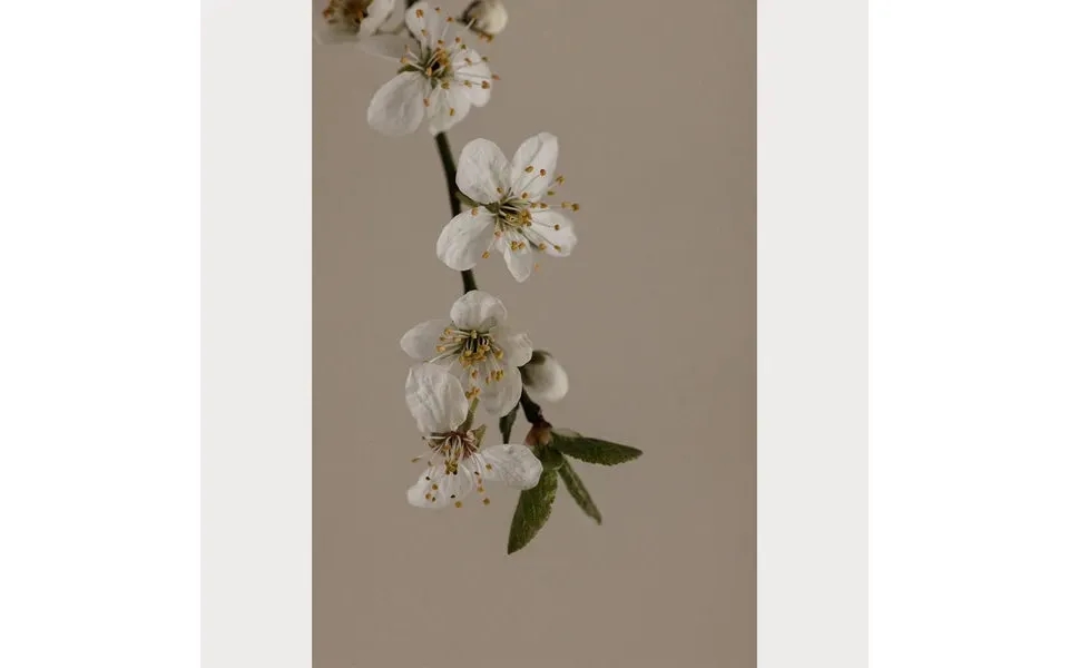Branches And Blossoms - 1 Size 32 X 48