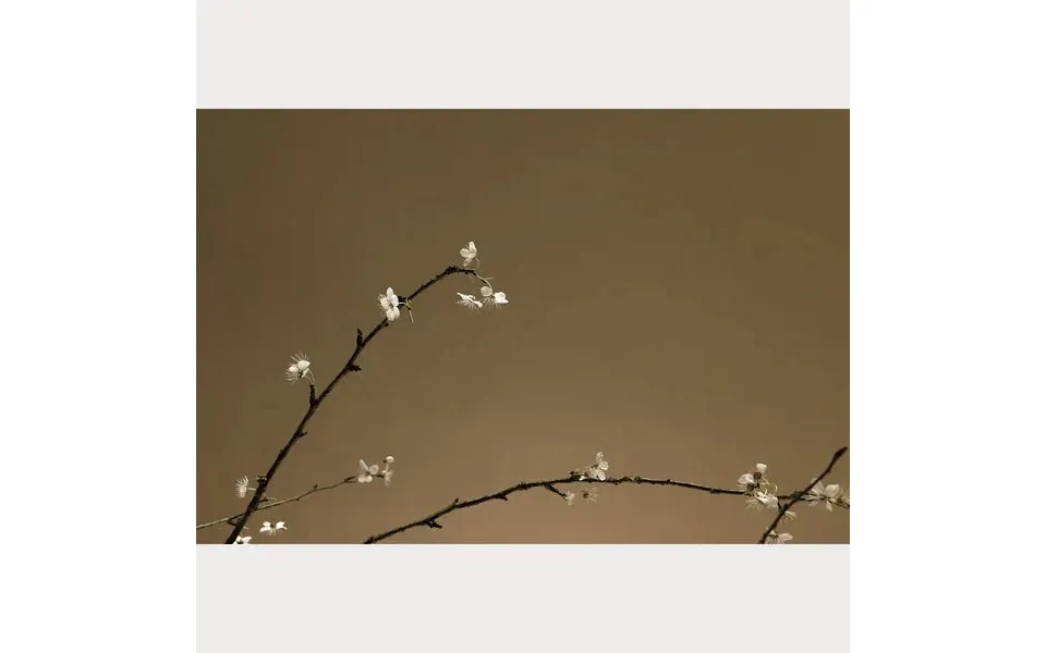 Branches And Blossoms - 6 Size 30 X 40