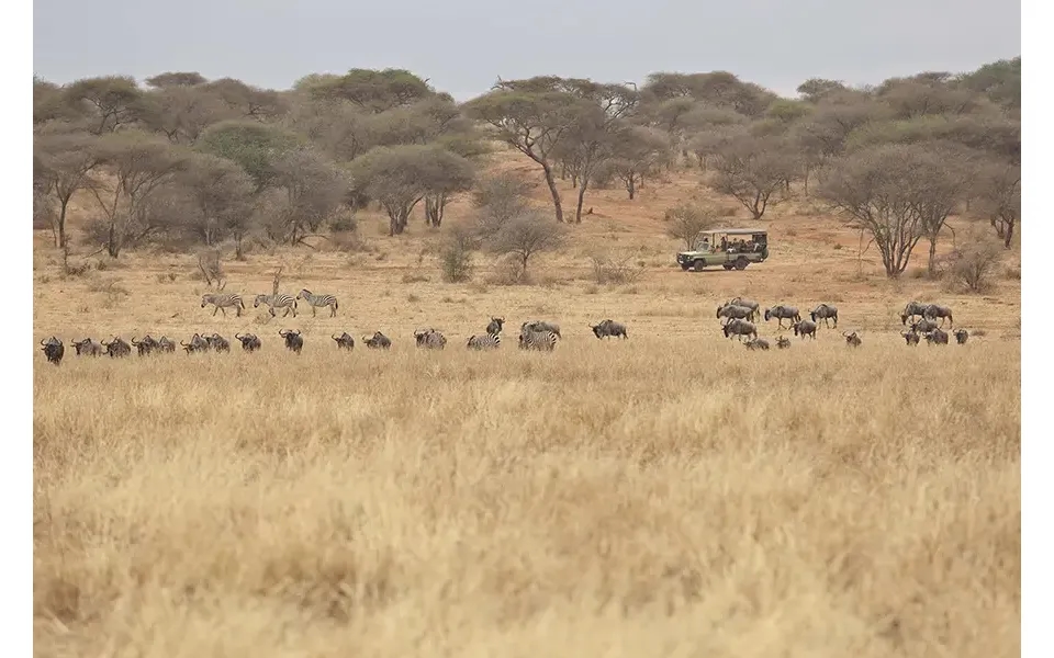 Tanzania's Nature Walk & Driving Safari