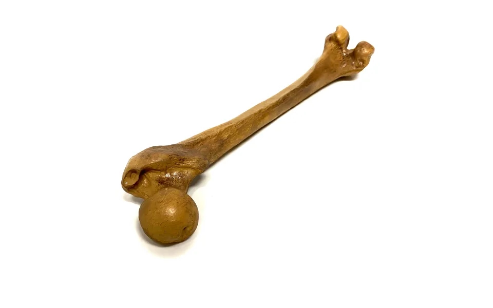 Femur Bone Special Effects Prop Clean