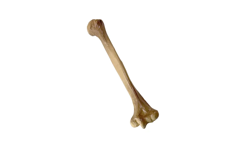 Realistic Lightweight Rigid Foam Humerus Prop - Clean