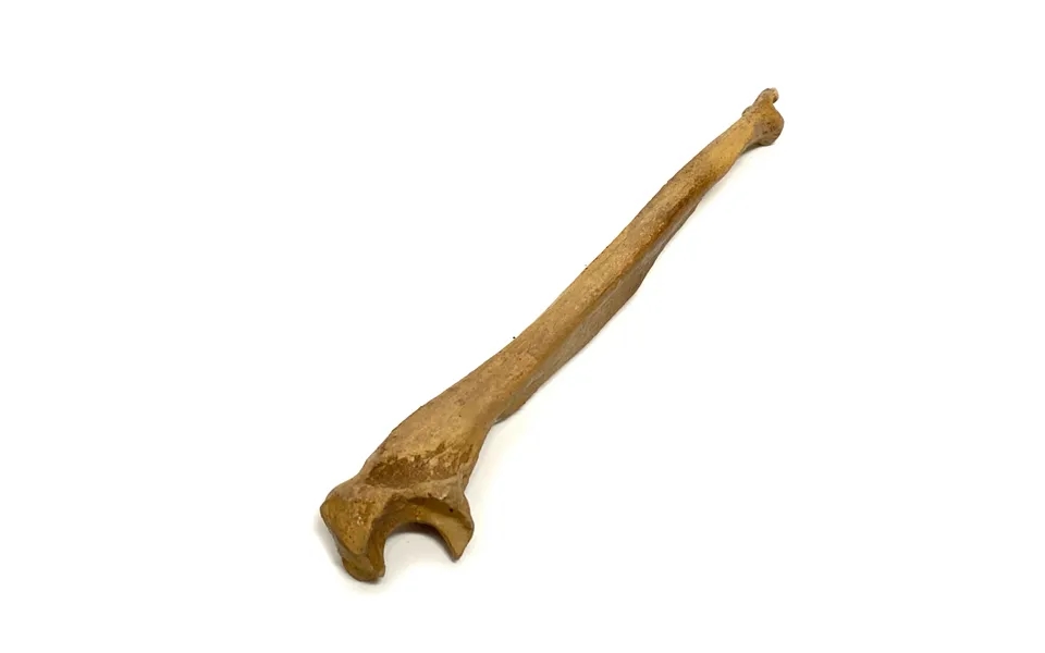 Realistic Ulna Bone Lightweight Rigid Foam - Clean